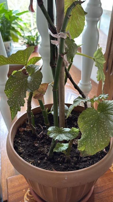 Бегония королевская