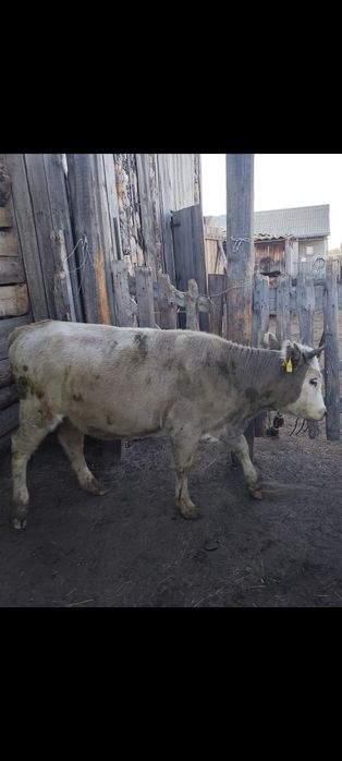 Продаю корову белоголовую