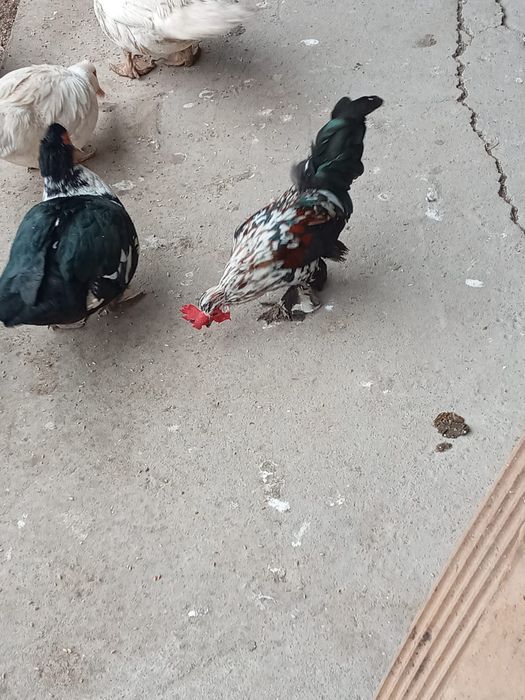 Тауық                              сатылады