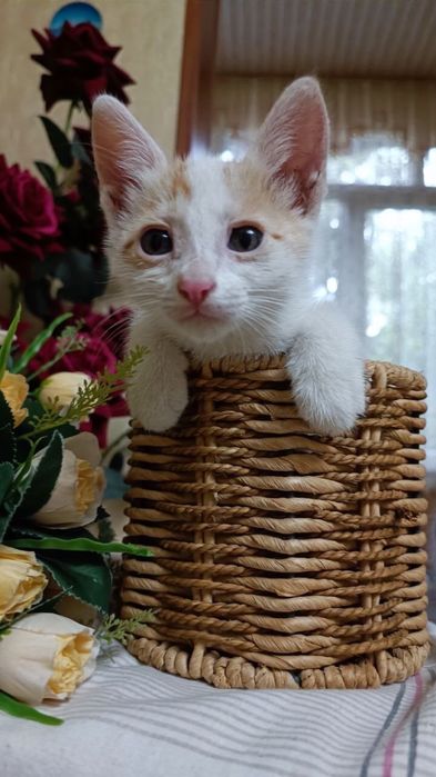 Отдаем котят в ответствестнные руки