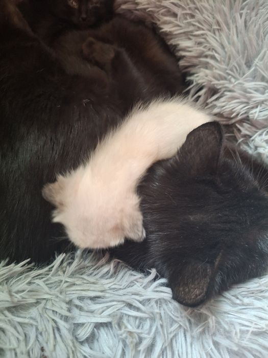 продам котят им 1 мес за 1500