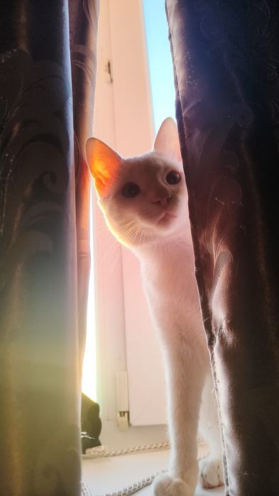 Отдам кота в хорошие руки