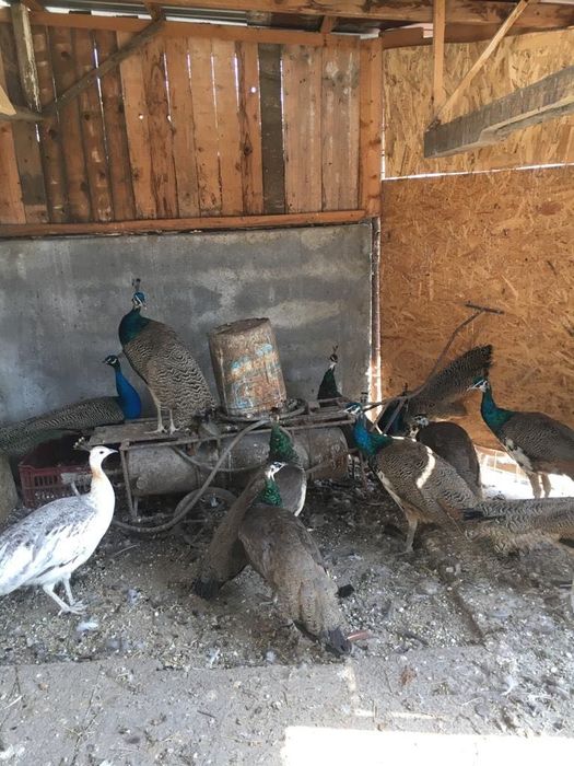 Păuni de vânzare!!