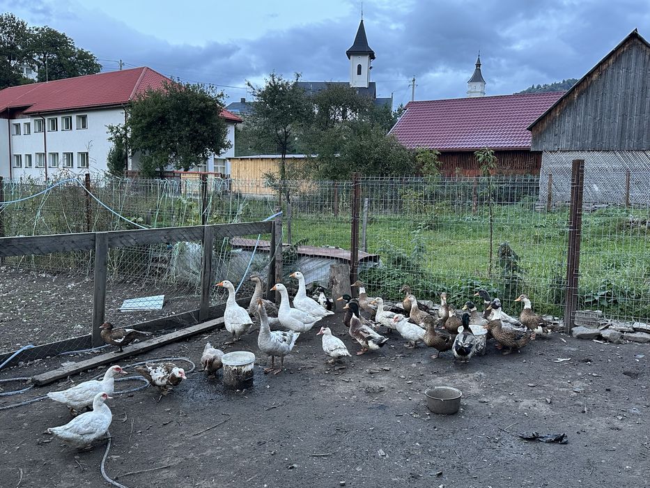 Rate si gaste de vanzare