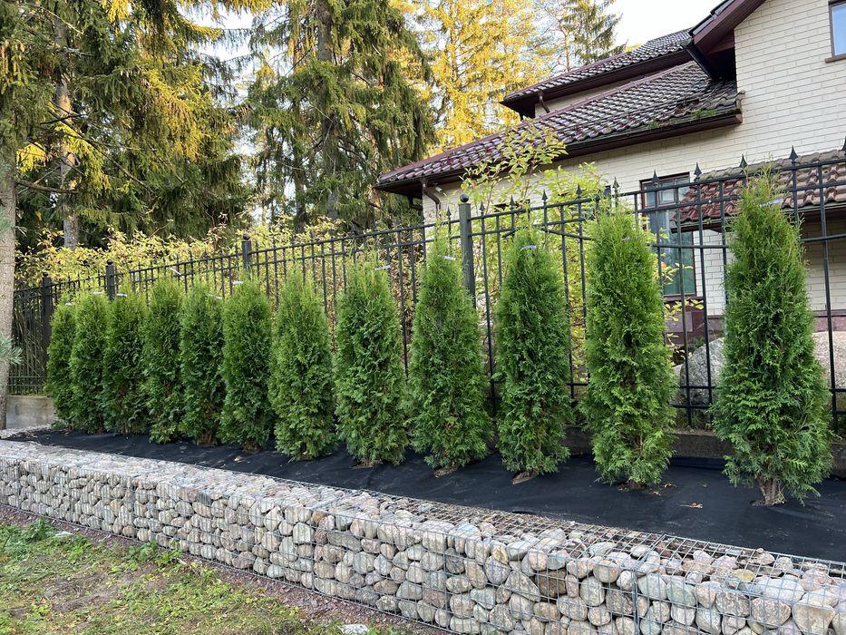 Автополив Газон посадка деревьев