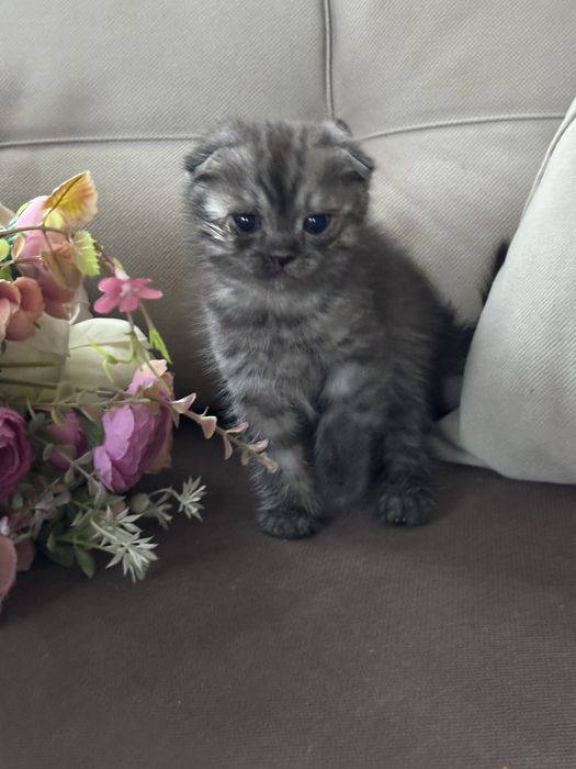 Котята Шотландские фолд и страйи