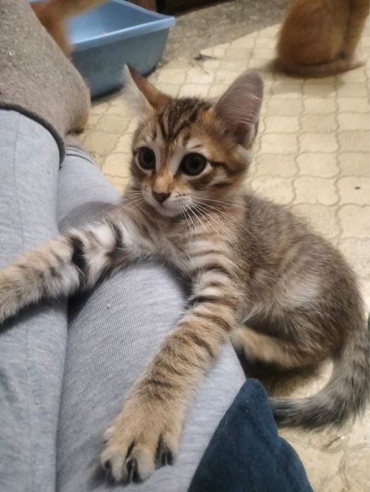 Котята в добрые руки бесплатно