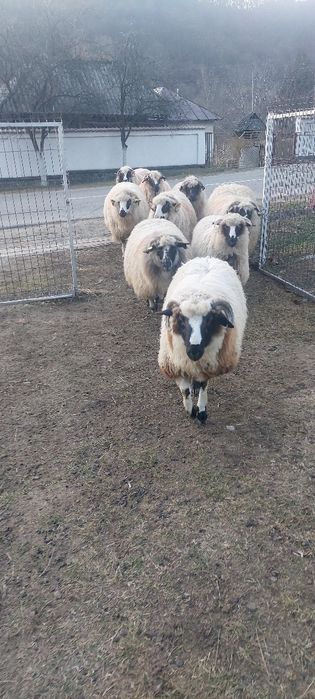 Oi de vânzare .turcane