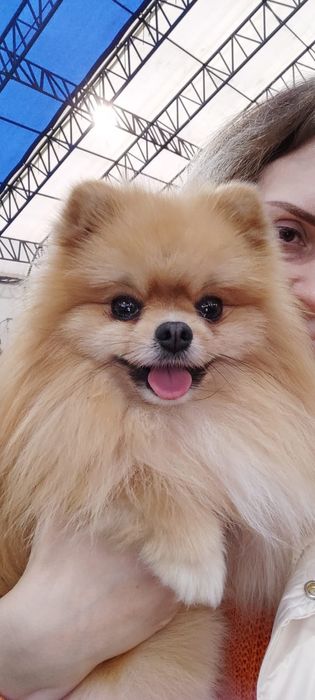 Шпиц мальчик с документами