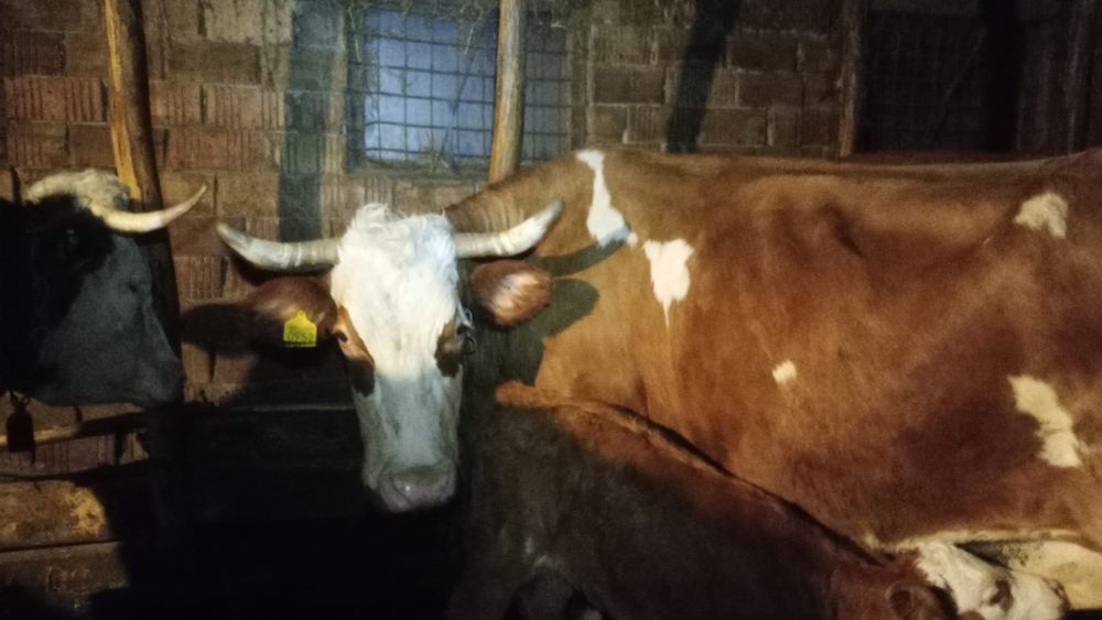 De vânzare vaca cu vitel
