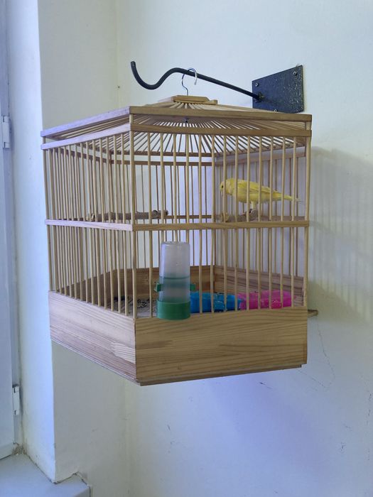 Самец канарейки с клеткой