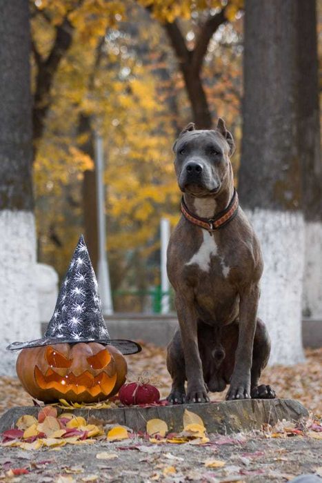 Щенки американского питбультерьера