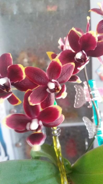 Орхидеи продажа цветов ( детки)
