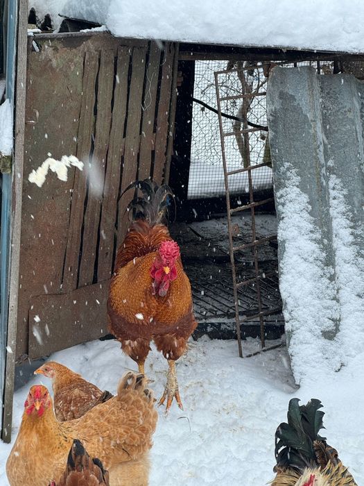 Vand cocosi de curte