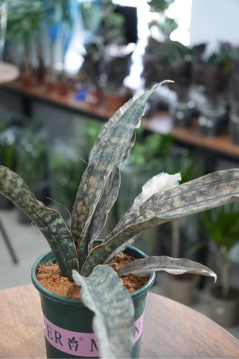 Сансевиерия Стар Каньон