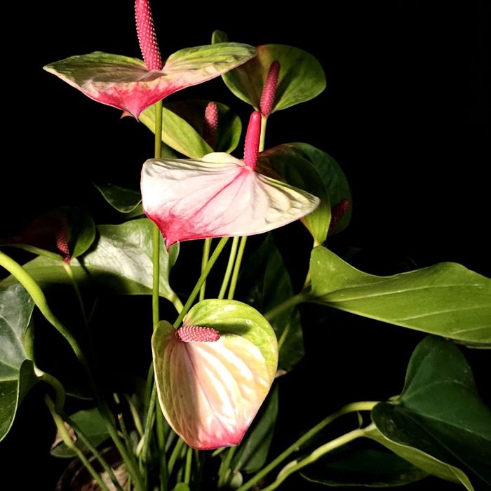 Распродажа растений Антуриум/мужское счастье/хамедорея/пахира/монстера