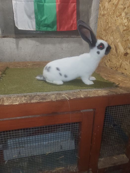 Немски пъстър великан