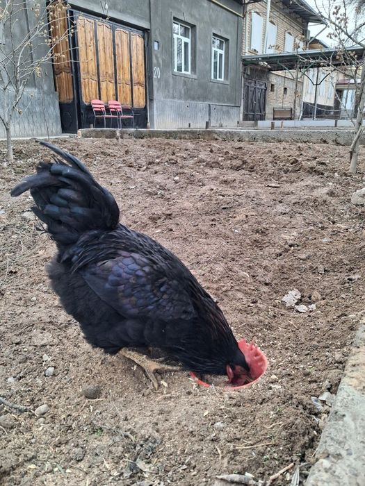 Astiralot gigant qora shaxzoda