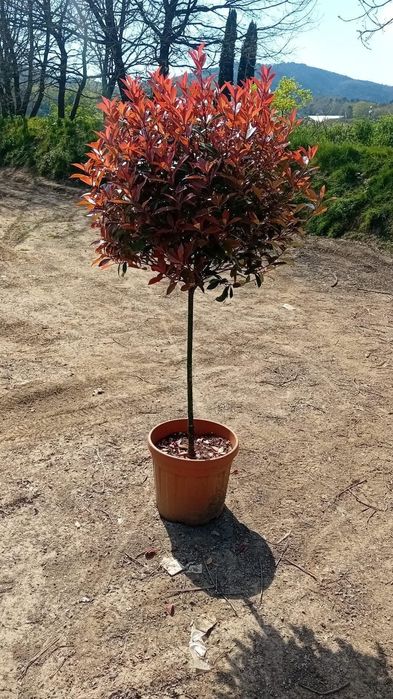 Vând plante ornamentale la preț mic