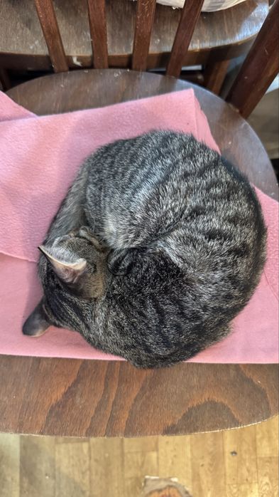 Котёнок 4 месяца