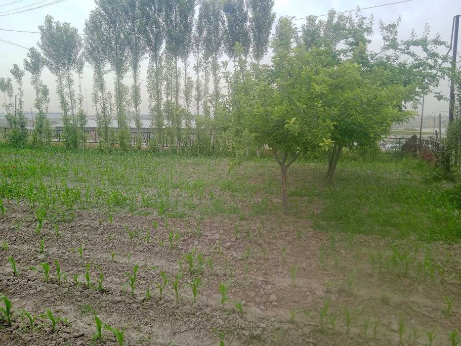 Yer uchastka 6 sotix