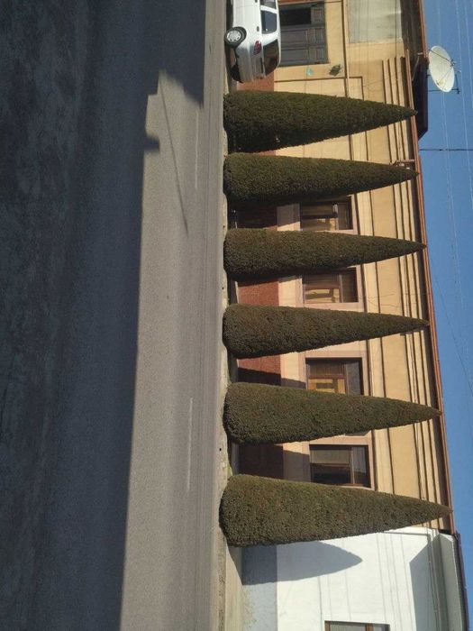 Gazon ekish va o‘rish, daraxtlarga ishlov – SIFATLI xizmat!