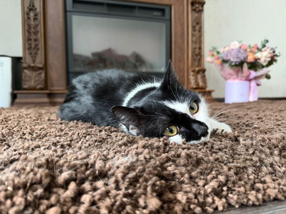 Отдаю в хорошие руки