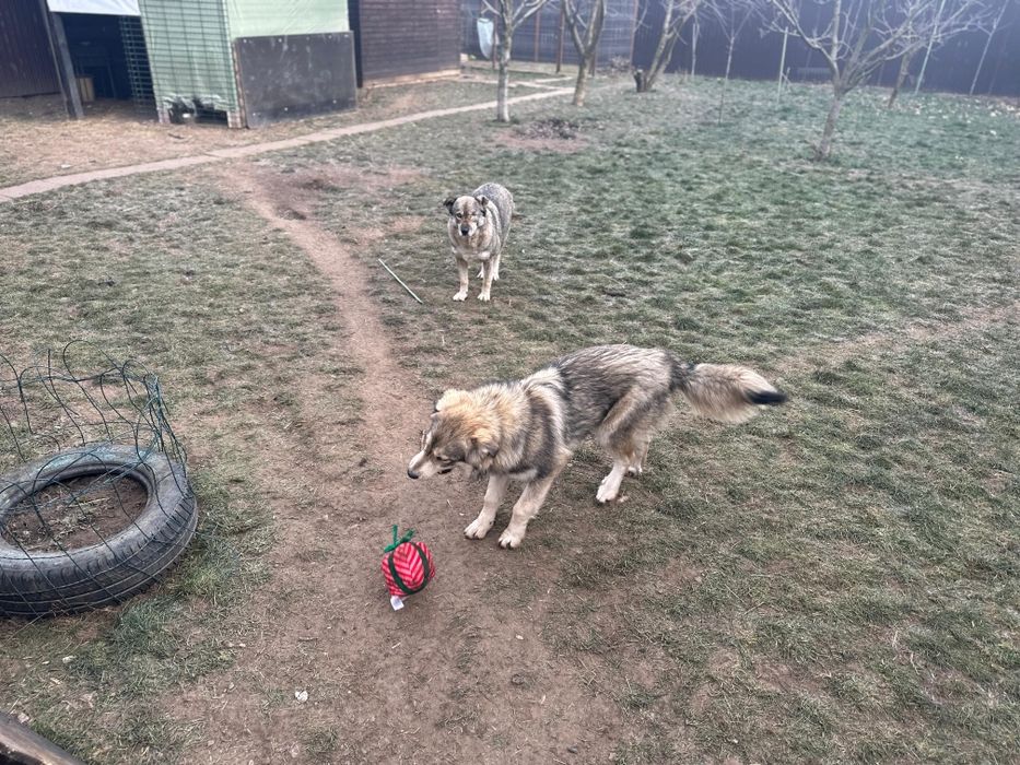 Adopție cățelușa adultă traumatizată