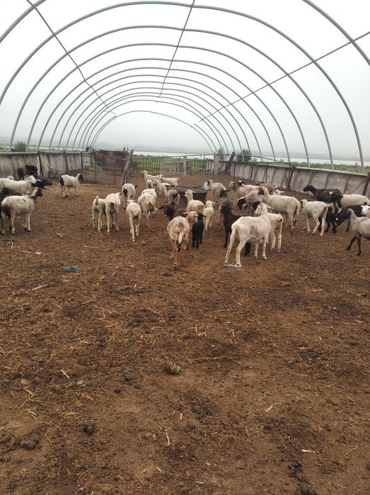 Продам овец в общем 71 гол