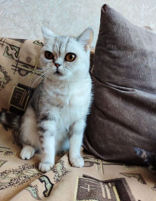 Шотланский котёнок. Девочка