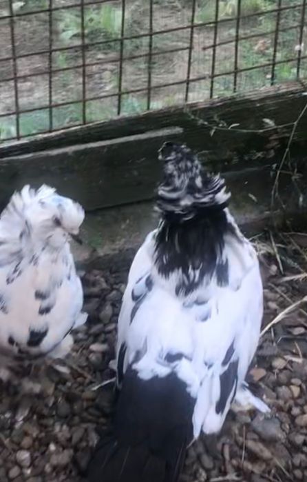 Vând porumbei rasa Uriași Maghiari , Rotații, Cap roș de Botoșani