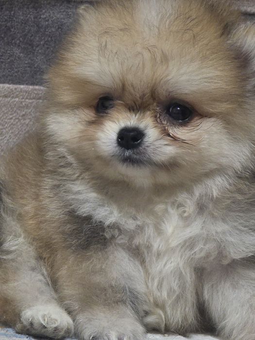 Продам щенка шпица мальчик