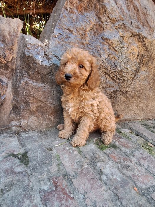 Pudel/Poodle Miniature