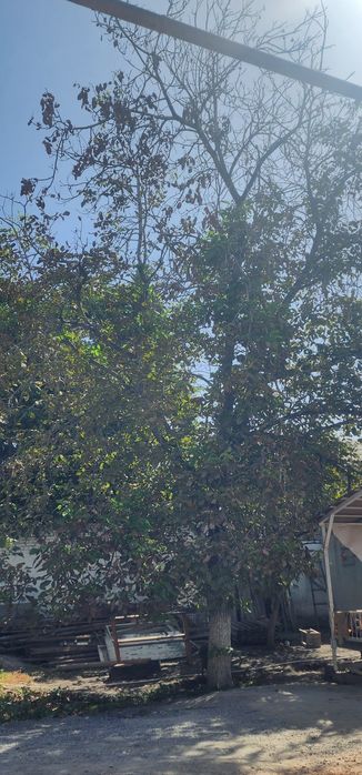 Ёнгок дарахти...