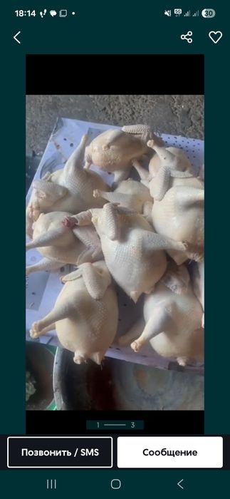 Куры домашние оптом и в розницу