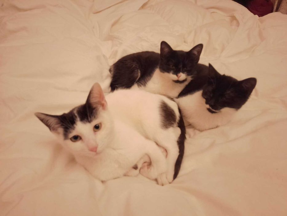 Подарявам котенца