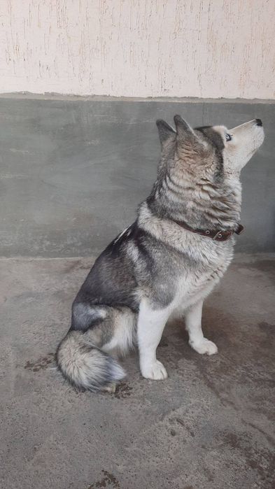 Xaski kuchuk хаски кучук