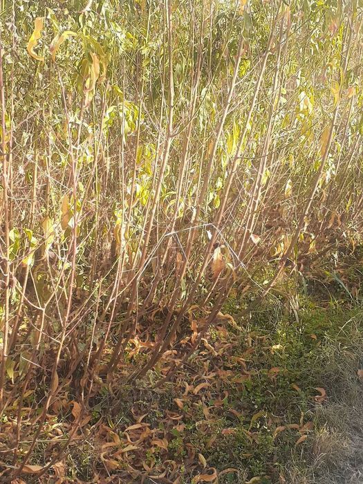 Хар хил мевали дарахт кучатлари сотилади