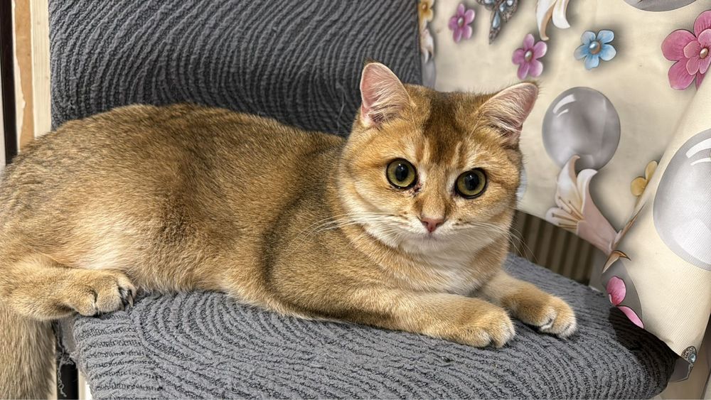 Продается кот Мартин