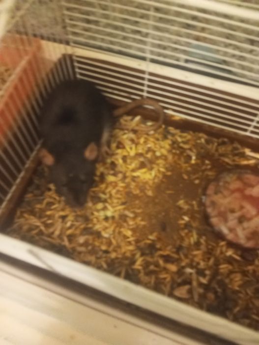 Отдам домашнию крысу даром.(Самка)