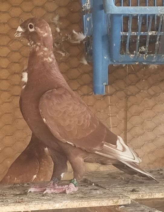 Vând porumbei rosii cu floare