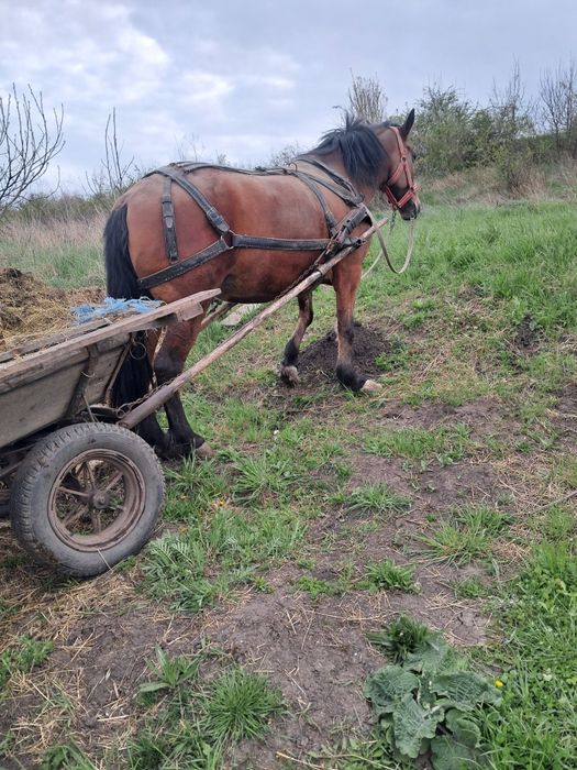 Vand eapa foarte blanda poate ubla si un om mai in varsta cu ea