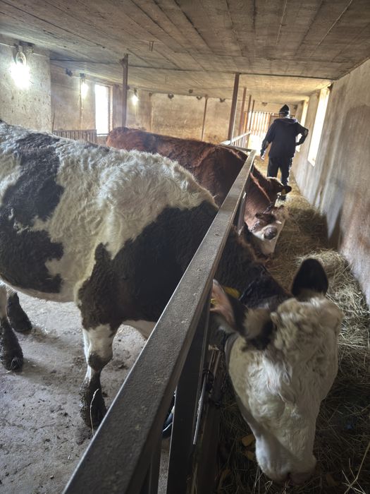 Vaci bălțate românești