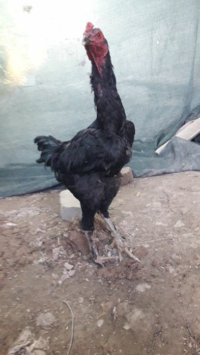 Хуроз сотилади 150 мингдан