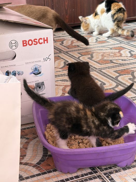 Отдам котят в добрые руки