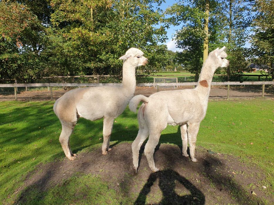 Vând Alpaca femele și masculi