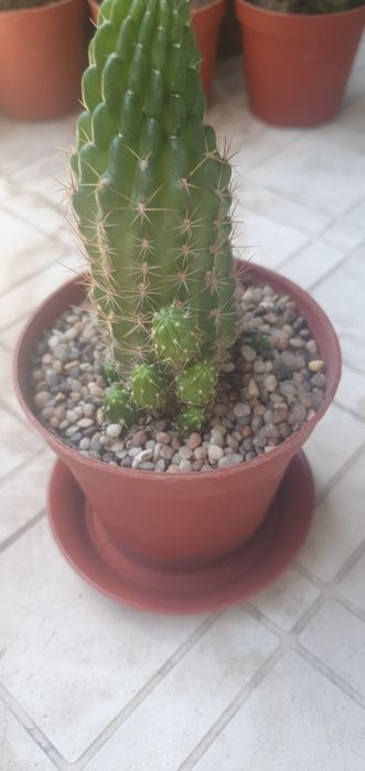 Светуюшие кактусы