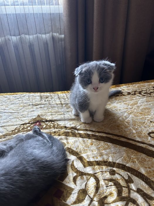 Котята британские