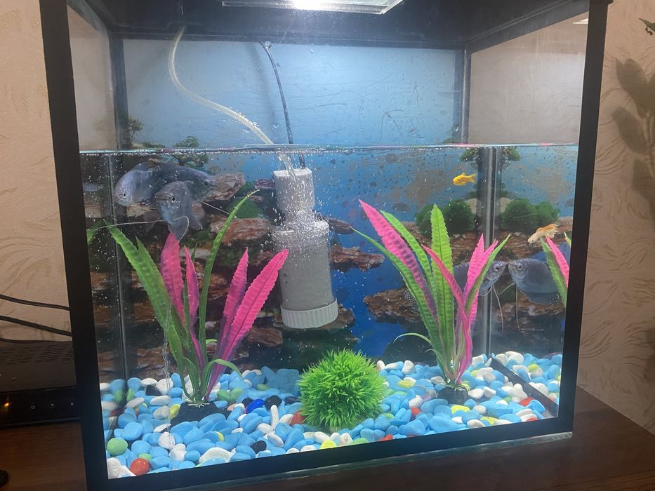 Продам аквариум с рыбками