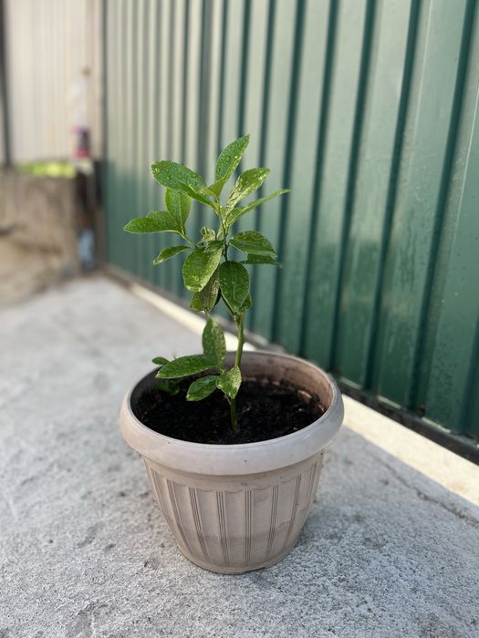 Продаем лимоны и мандарины